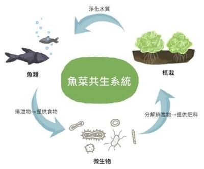 微生物劑在魚缸中的作用原理：微生物劑在魚缸中的作用
