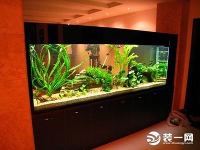 樂山市沙灣區(qū)原野水族館（樂山市沙灣區(qū)原野水族館地址）