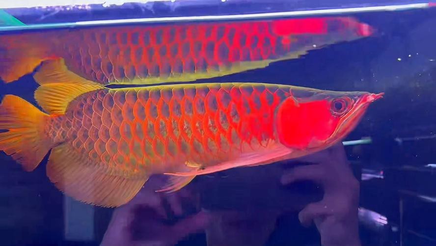 大湖紅龍魚圖片欣賞 大湖紅龍魚圖片欣賞 龍魚論壇 第10張