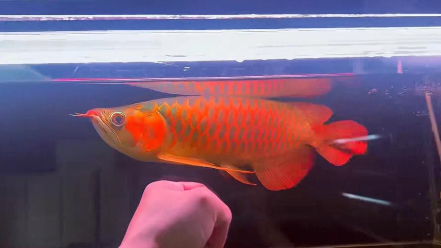 大湖紅龍魚圖片欣賞 大湖紅龍魚圖片欣賞 龍魚論壇 第14張