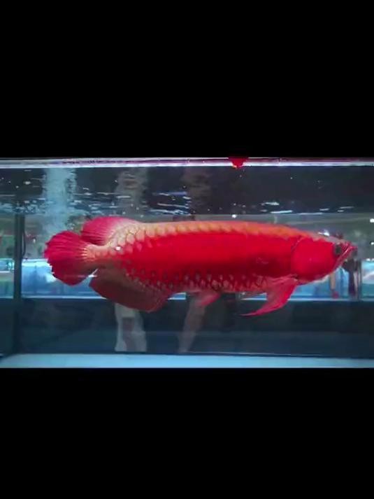 大湖紅龍魚圖片欣賞 大湖紅龍魚圖片欣賞 龍魚論壇 第22張