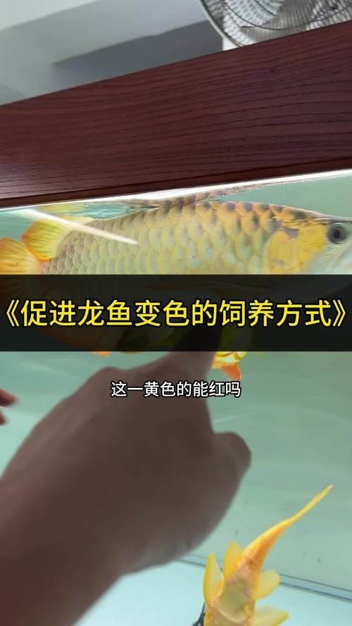十大名貴龍魚中哪個(gè)顏色最貴？