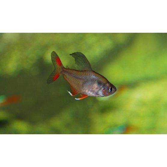 紅大勾扯旗魚能長多大