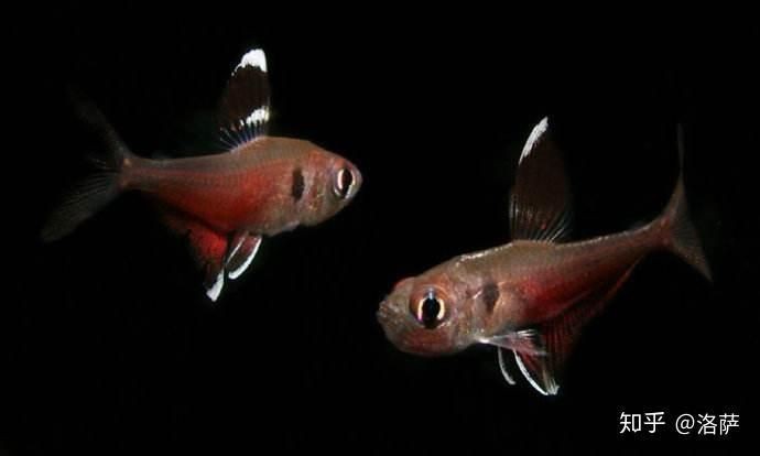 紅大勾扯旗魚能長多大