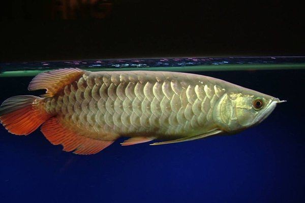 紅龍魚分過被高背嗎