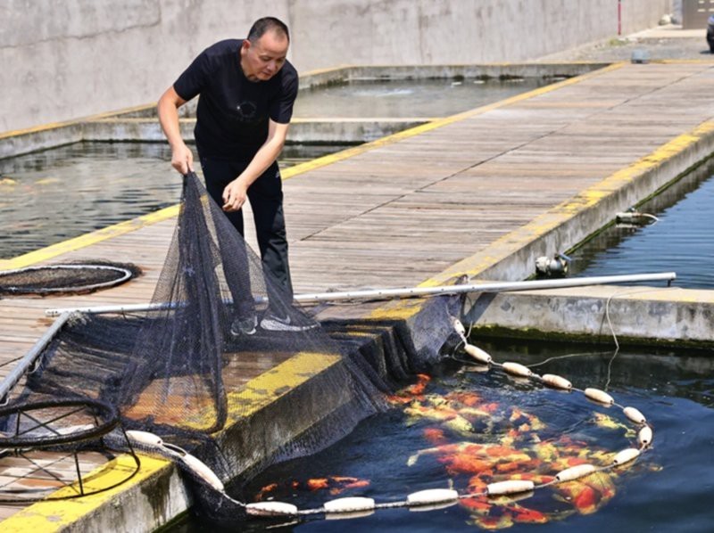 普通一條鯉魚多少塊錢