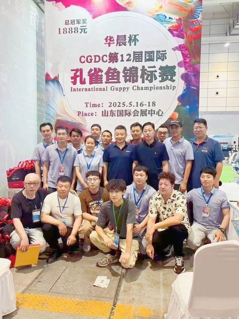 有哪些著名的孔雀魚賽事？