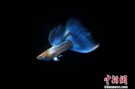 有哪些著名的孔雀魚賽事？