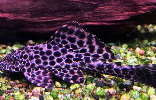 哪種超血紅龍魚品種最稀有？