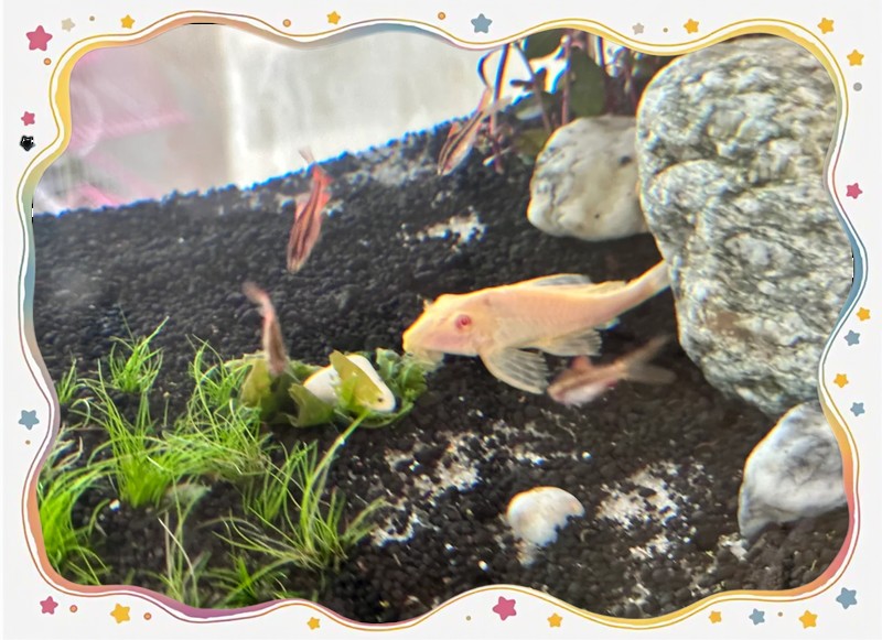 哪種超血紅龍魚品種最稀有？