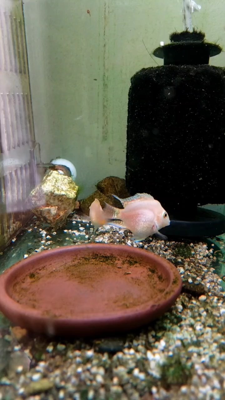 配對的小魚，夠仙氣吧