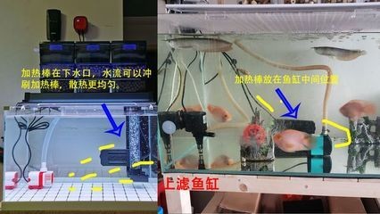 魚缸加熱器出現ee怎么解決：如何預防魚缸加熱器過熱