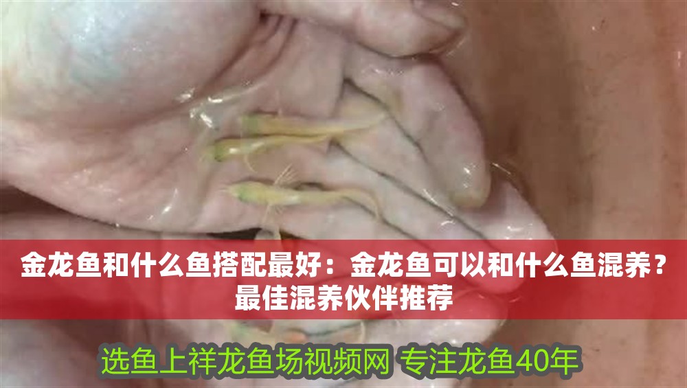 金龍魚和什么魚搭配最好：金龍魚可以和什么魚混養？最佳混養伙伴推薦