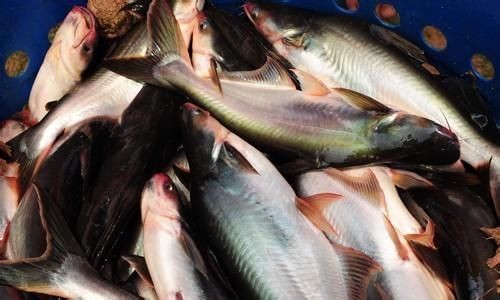 金龍魚和什么魚搭配最好：金龍魚可以和什么魚混養？最佳混養伙伴推薦