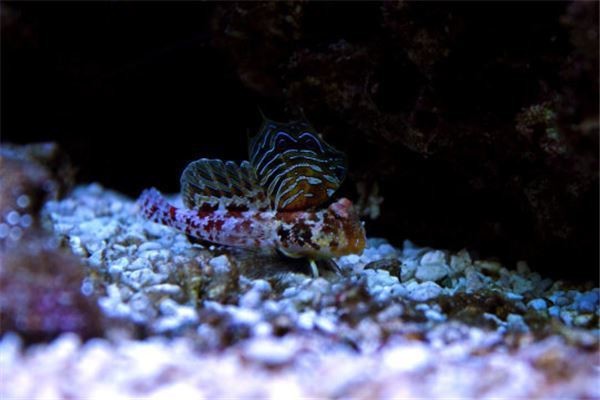 三種人不宜擺放風水魚