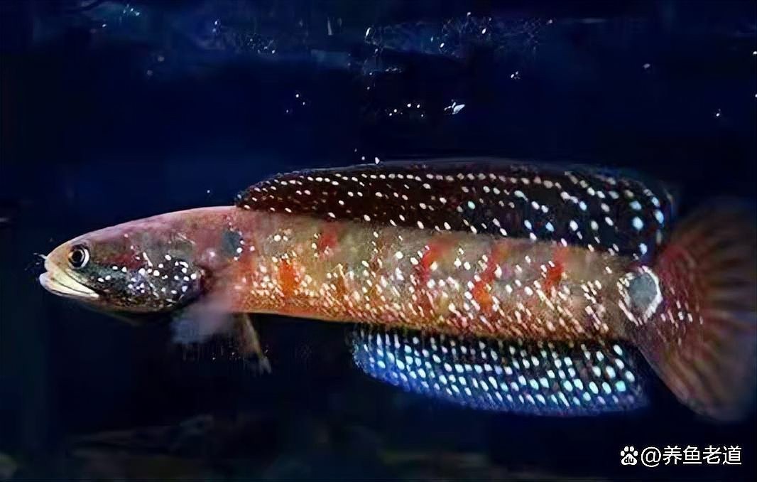 如何判斷觀賞魚的價(jià)格是否合理？