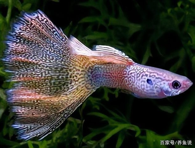 如何判斷觀賞魚的價格是否合理？