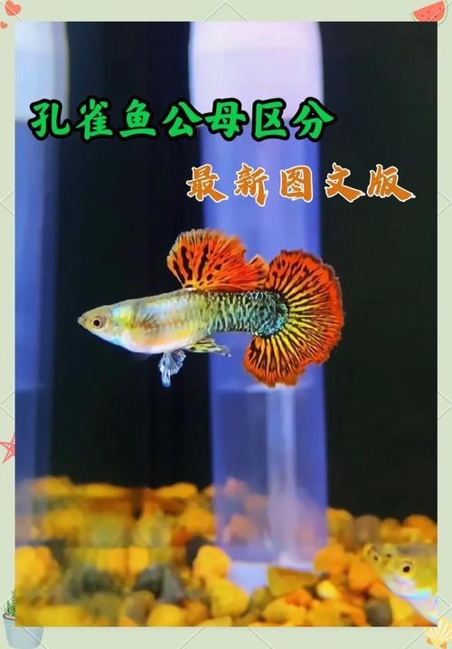 如何判斷觀賞魚的價(jià)格是否合理？