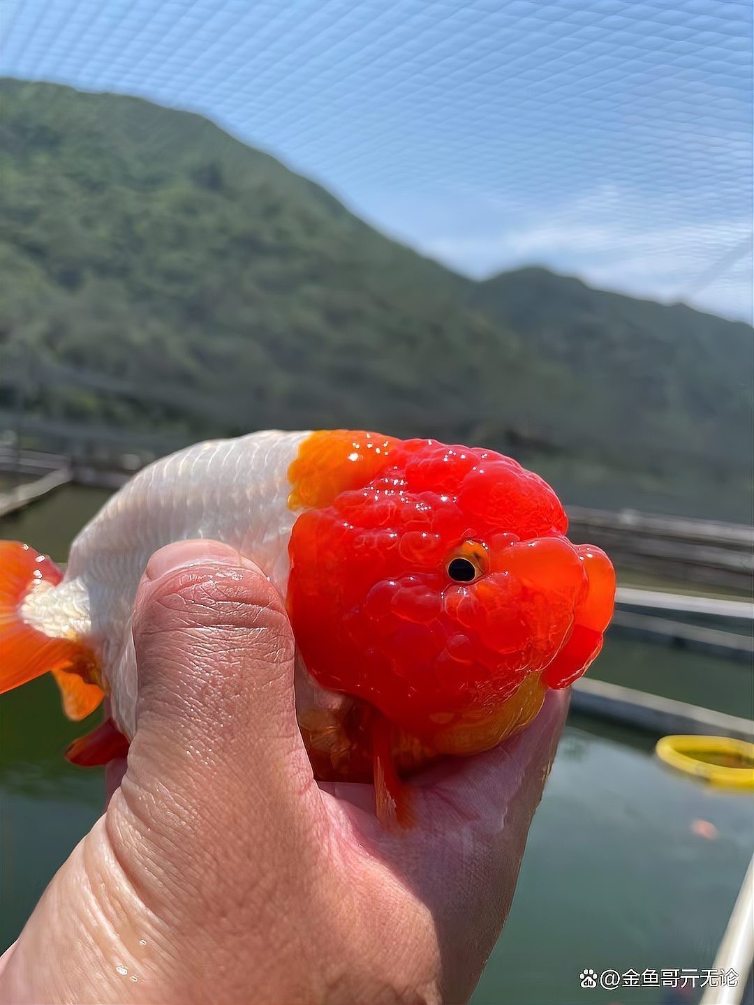 如何判斷觀賞魚的價(jià)格是否合理？