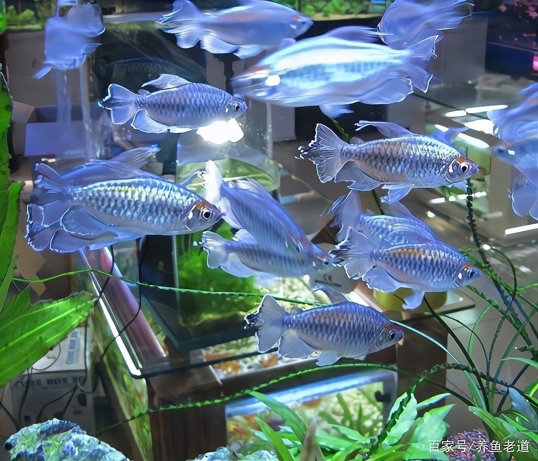 如何判斷觀賞魚的價(jià)格是否合理？