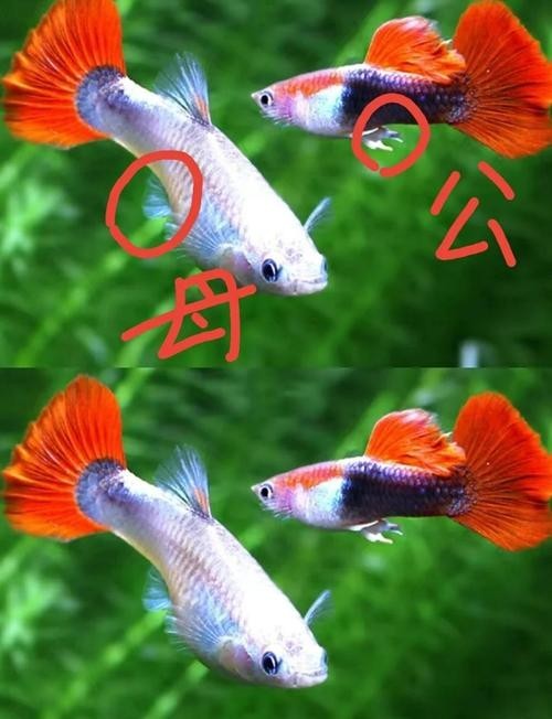 如何判斷觀賞魚的價格是否合理？