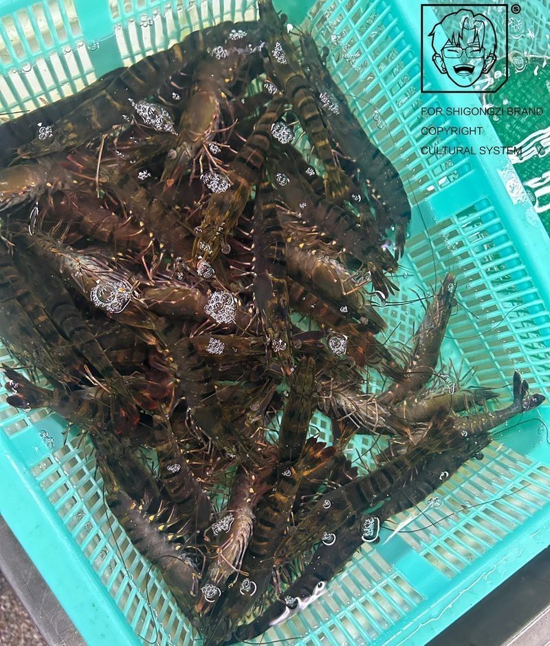 金龍魚批發市場的營業時間是？