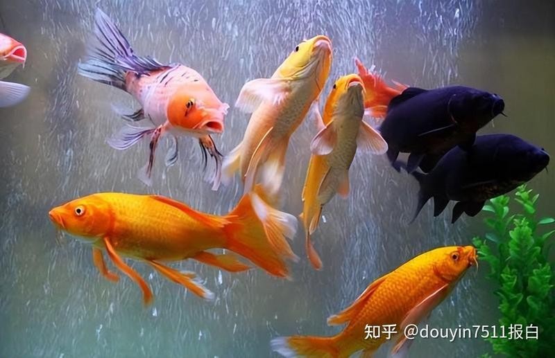 哪個平臺的觀賞魚直播最活躍？