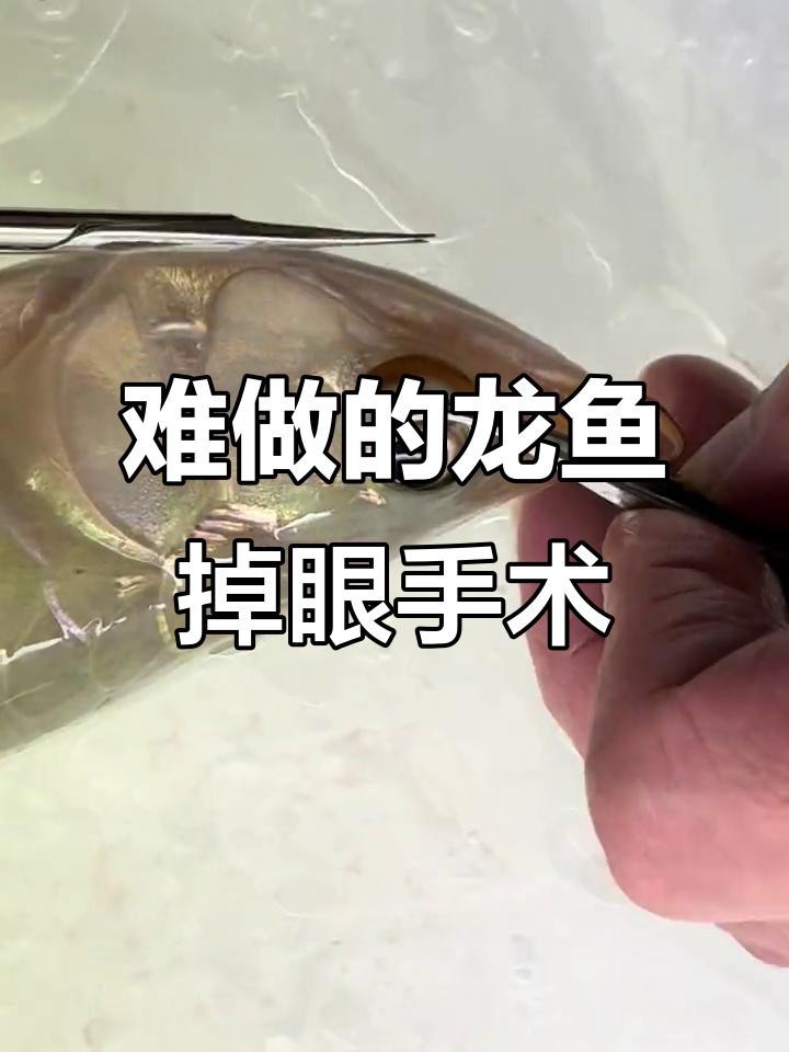 龍魚掉眼后還能恢復(fù)嗎？