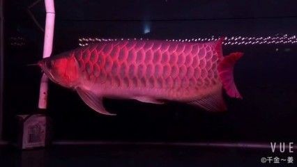 紅龍魚的視頻換一個：關于紅龍魚的一些視頻