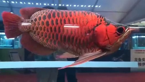 有哪些龍魚品種參加了長城杯龍魚錦標賽？