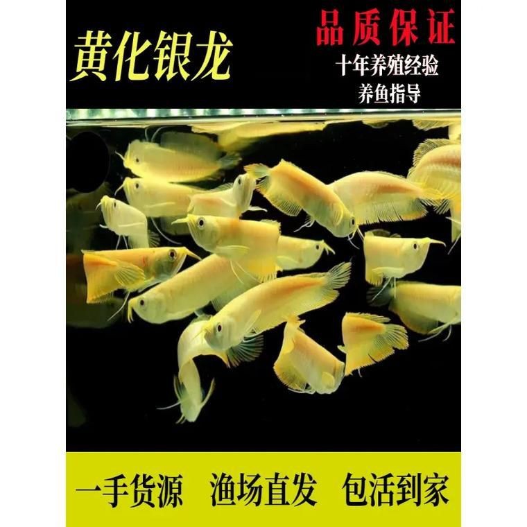 紅眼白子黃化龍魚圖片