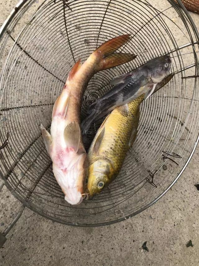 龍魚充血是怎么回事啊