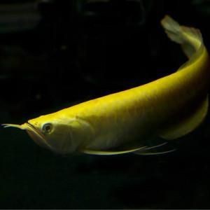紅眼白子黃化龍魚圖片