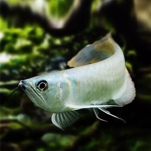 紅眼白子黃化龍魚圖片
