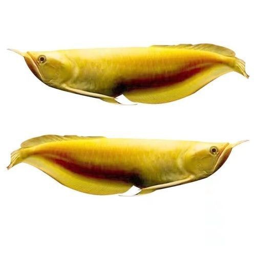 紅眼白子黃化龍魚圖片