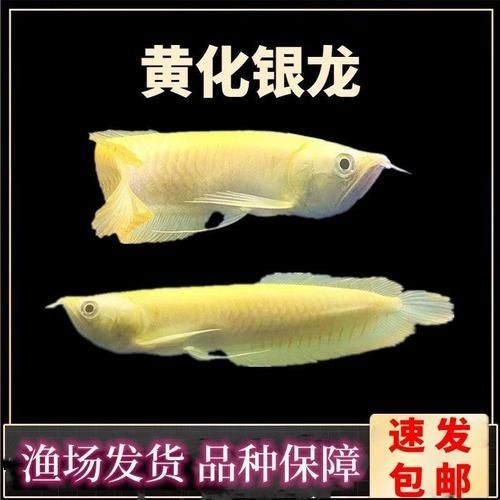 紅眼白子黃化龍魚圖片