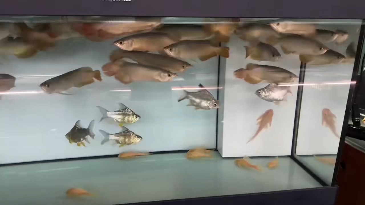 26-28公分精品印尼小紅龍 26-28公分精品印尼小紅龍 龍魚論壇