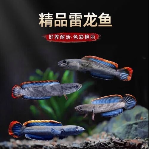 雷龍魚可以和孔雀一起養嗎圖片大全