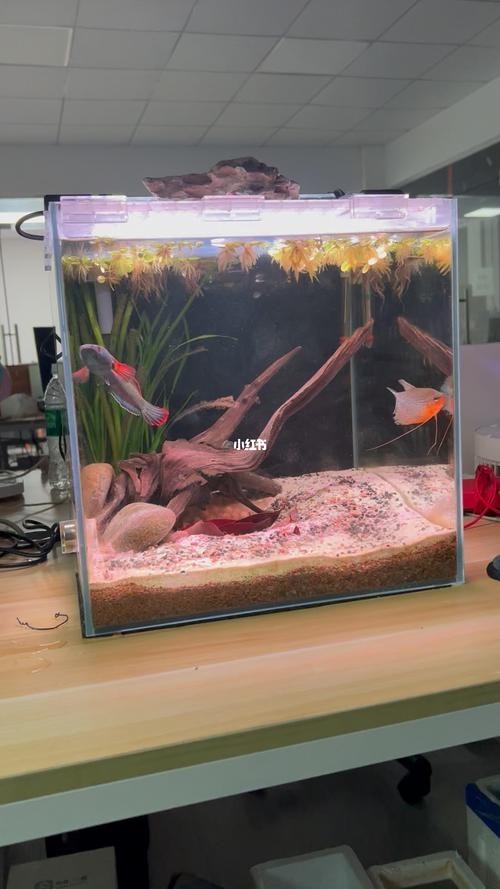 雷龍魚可以和孔雀一起養嗎圖片大全