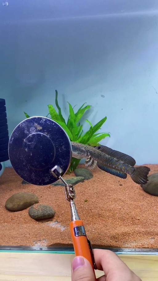 雷龍魚可以和孔雀一起養嗎圖片大全