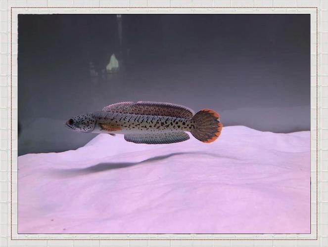 雷龍魚可以和孔雀一起養嗎圖片大全