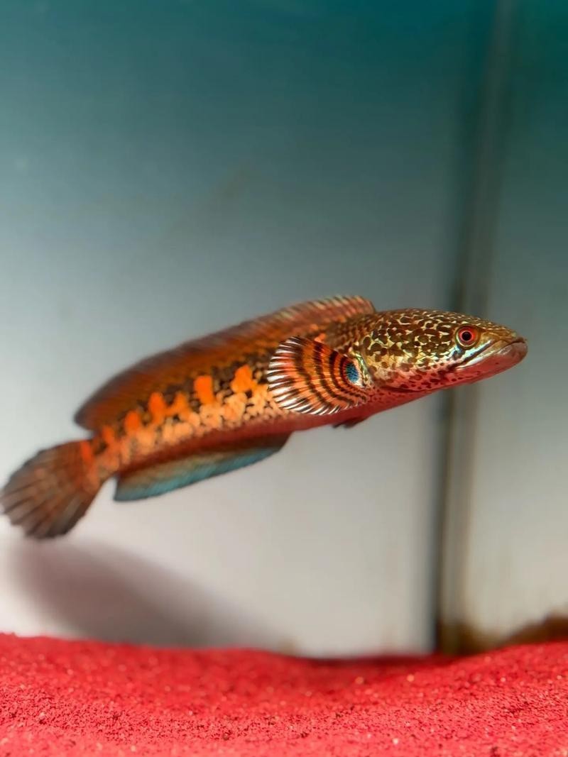 雷龍魚可以和孔雀一起養嗎圖片大全