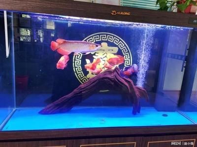 辦公室養紅龍魚的寓意：辦公室養紅龍魚具有多種吉祥寓意