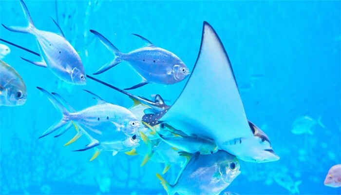 淡水黃劍魚最簡單三個步驟