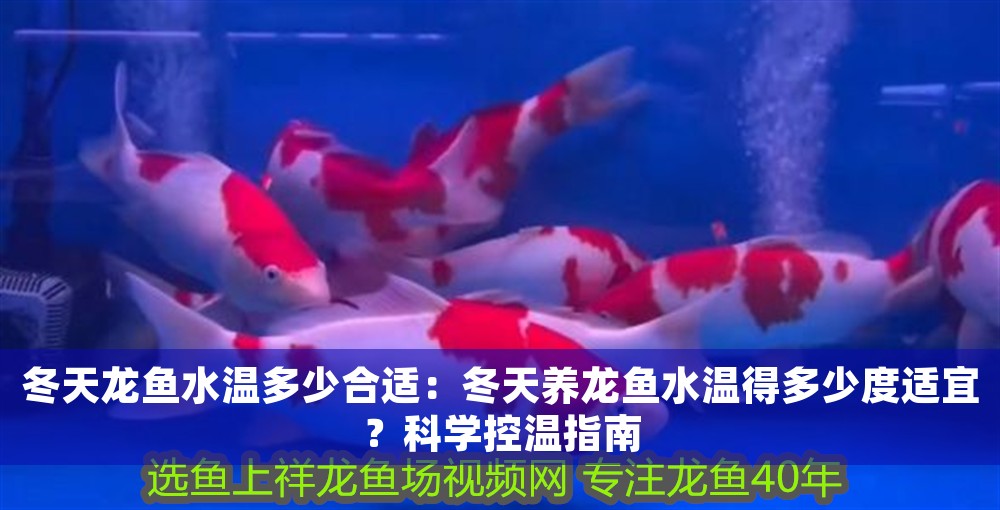 冬天龍魚水溫多少合適：冬天養龍魚水溫得多少度適宜？科學控溫指南