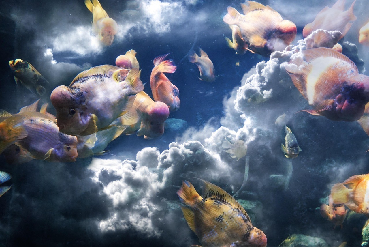 雷龍魚趴缸期間如何喂養？ 雷龍魚趴缸期間如何喂養？ 水族問答 第2張