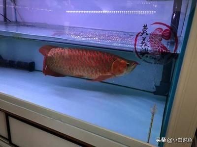陽東縣城區興華水族館