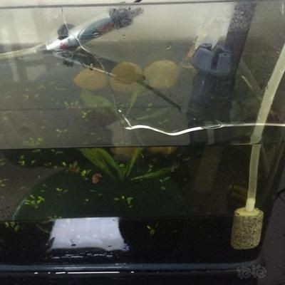 水族館設計的藝術性水族館設計的技術演進:加溫棒魚缸加熱棒炸裂的原因:水族館設計的藝術性水族館 魚缸百科 第1張 水族館設計的藝術性水族館設計的技術演進:加溫棒魚缸加熱棒炸裂的原因:水族館設計的藝術性水族館 水族館設計的藝術性水族館設計的技術演進:加溫棒魚缸加熱棒炸裂的原因:水族館設計的藝術性水族館 魚缸百科 第1張
