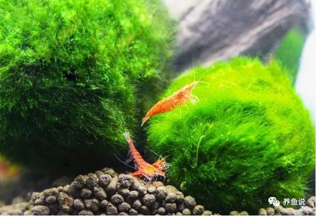 長城杯觀賞魚比賽2020