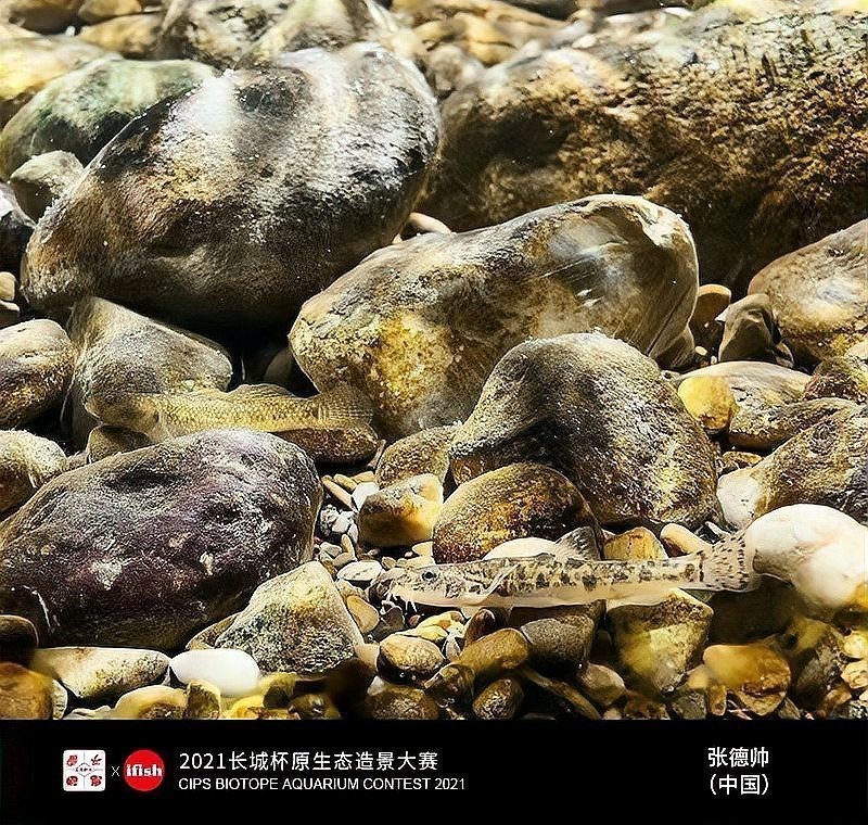 長城杯觀賞魚比賽2021年